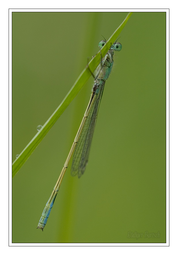 Foto - Bild- Gro�e Pechlibelle, Ischnura elegans, M�nnchen
