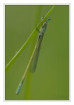 Foto Groe Pechlibelle, Ischnura elegans, Mnnchen