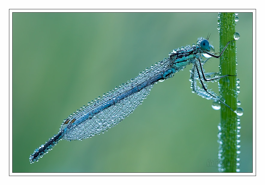 Foto - Bild- Federlibelle, Platycnemis pennipes, M�nnchen