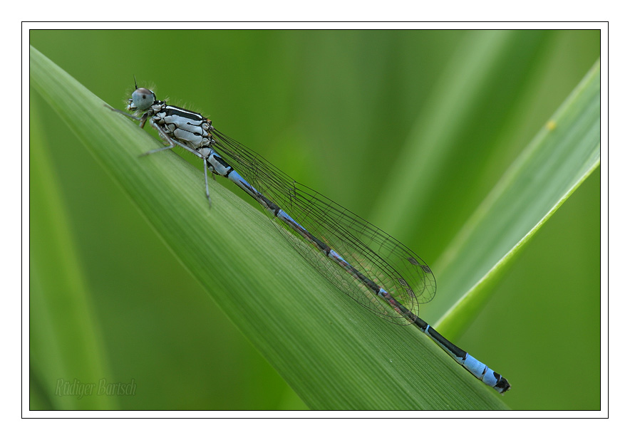 Foto - Bild- Fledermaus-Azurjungfer, Coenagrion pulchellum, M�nnchen
