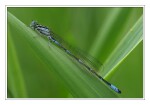 Foto Fledermaus-Azurjungfer, Coenagrion pulchellum, M�nnchen