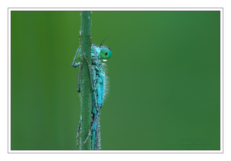 Foto - Bild- Traurig?