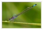 Foto Gro�e Pechlibelle, Ischnura elegans f violacea, Weibchen