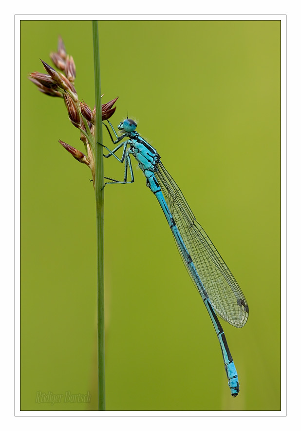 Foto - Bild- Hufeisen-Azurjungfer, Coenagrion puella, M�nnchen