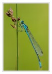 Foto Hufeisen-Azurjungfer, Coenagrion puella, M�nnchen