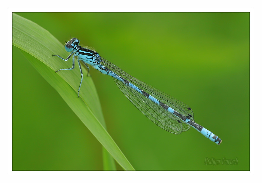 Foto - Bild- Vogel-Azurjungfer, Coenagrion ornatum, M�nnchen