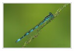 Foto Helm-Azurjungfer, Coenagrion mercuriale, M�nnchen