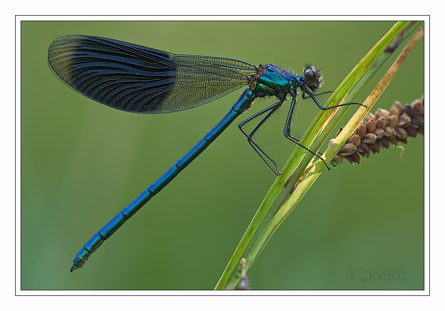 Foto - Bild- Geb�nderte Prachtlibelle, Calopteryx splendens, M�nnchen