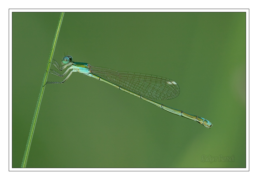 Foto - Bild- Zwerglibelle, Nehallenia speciosa, Weibchen