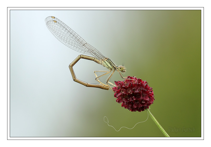 Foto - Bild- Federlibelle, Platycnemis pennipes, Weibchen