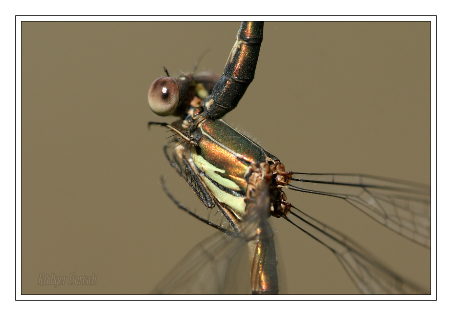 Foto - Bild- Fest im Griff