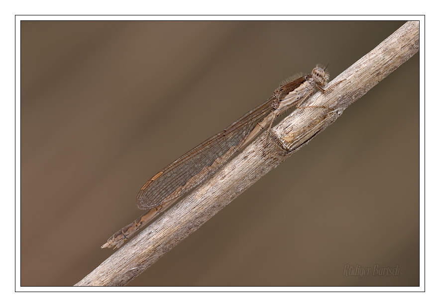 Foto - Bild- Gemeine Winterlibelle, Sympecma fusca, Weibchen