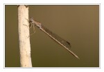 Foto Sibirische Winterlibelle, Sympecma paedisca, M�nnchen