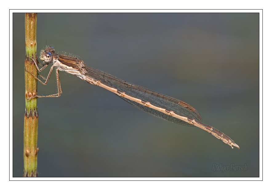 Foto - Bild- Gemeine Winterlibelle, Sympecma fusca, M�nnchen