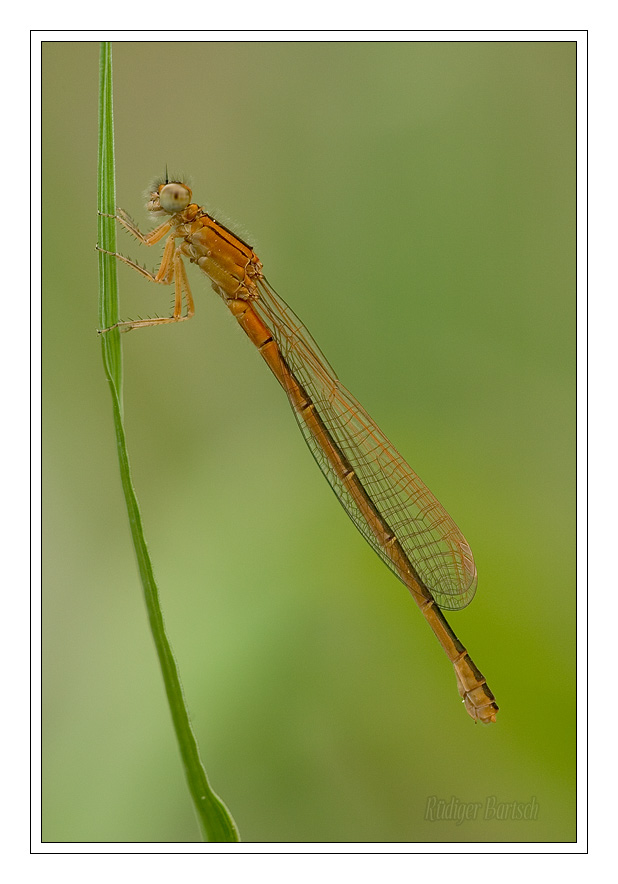 Foto - Bild- Kleine Pechlibelle, Ischnura pumilio, Weibchen, Jungtier