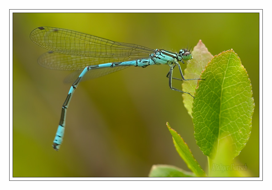 Foto - Bild- Speer-Azurjungfer, Coenagrion hastulatum, M�nnchen