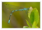 Foto Speer-Azurjungfer, Coenagrion hastulatum, M�nnchen