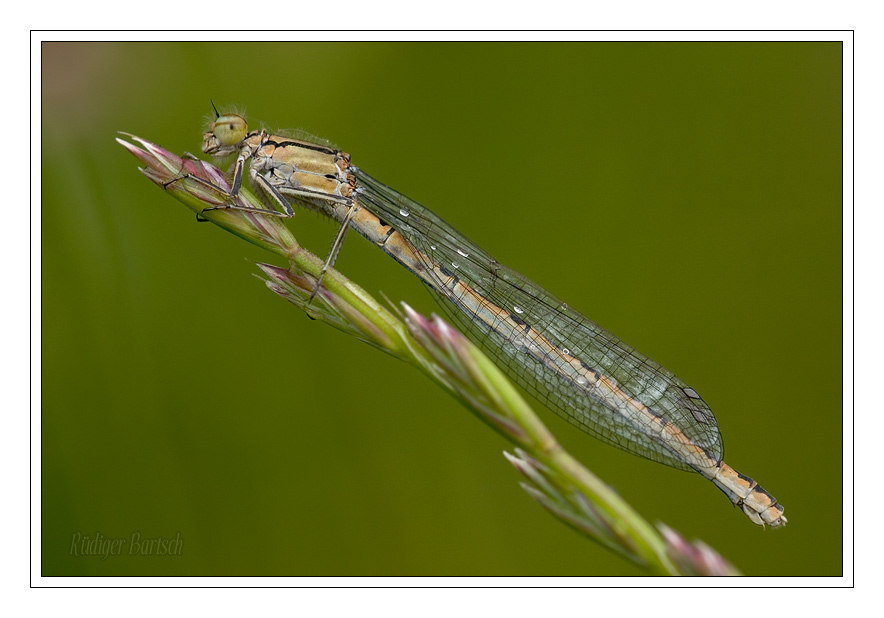 Foto - Bild- Becher-Azurjungfer, Enallagma cyathigerum, Weibchen