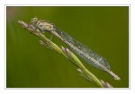 Foto Becher-Azurjungfer, Enallagma cyathigerum, Weibchen