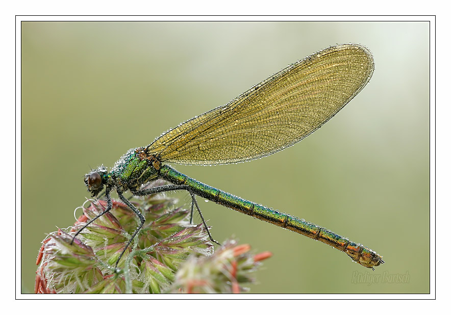 Foto - Bild- Geb�nderte Prachtlibelle, Calopteryx splendens, Weibchen