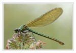 Foto Geb�nderte Prachtlibelle, Calopteryx splendens, Weibchen