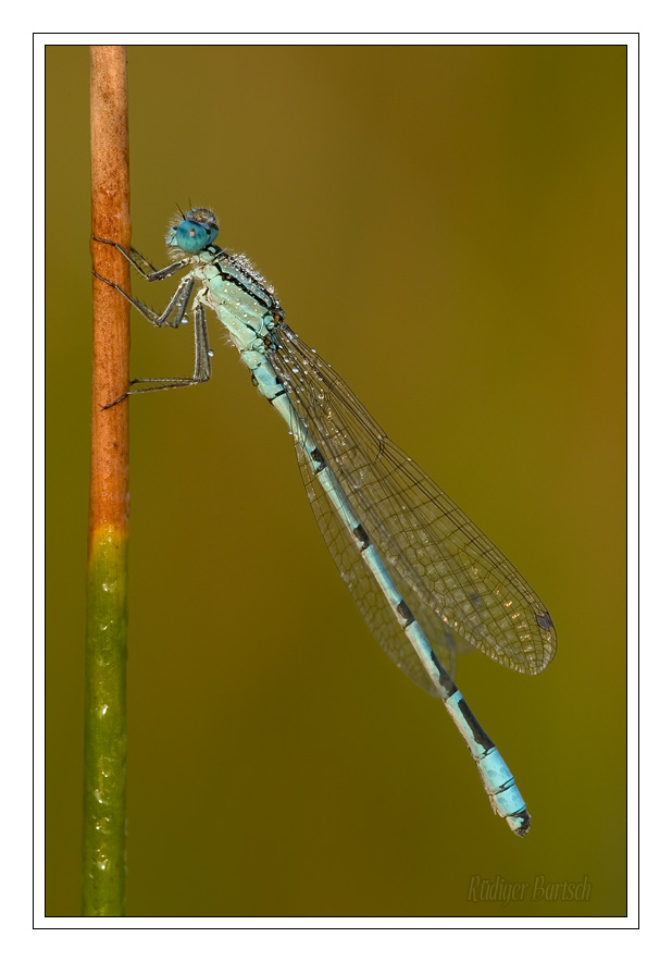 Foto - Bild- Becher-Azurjungfer, Enallagma cyathigerum, M�nnchen