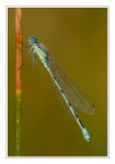 Foto Becher-Azurjungfer, Enallagma cyathigerum, M�nnchen