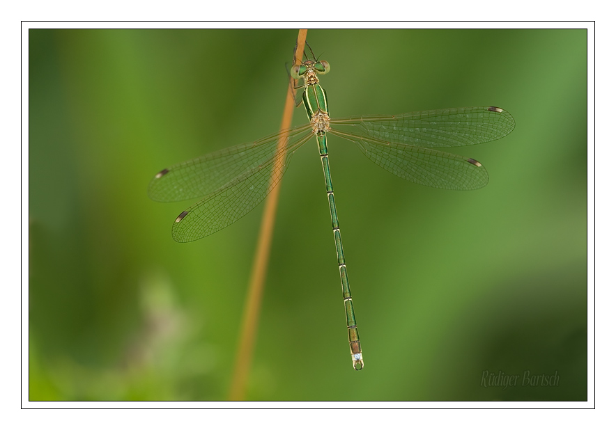 Foto - Bild- S�dliche Binsenjungfer, Lestes barbarus, M�nnchen