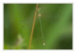 Foto S�dliche Binsenjungfer, Lestes barbarus, M�nnchen