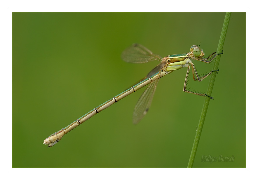 Foto - Bild- S�dliche Binsenjungfer, Lestes barbarus, Weibchen