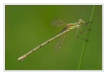 Foto S�dliche Binsenjungfer, Lestes barbarus, Weibchen