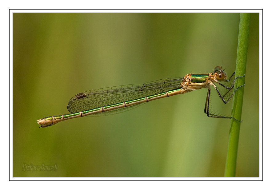 Foto - Bild- Gemeine Binsenjungfer, Lestes sponsa, Weibchen