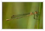 Foto Gemeine Binsenjungfer, Lestes sponsa, Weibchen