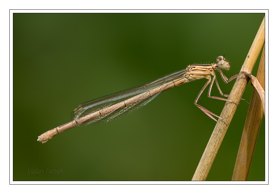 Foto - Bild- Federlibelle, Platycnemis pennipes, Weibchen, Jungtier
