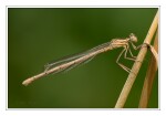 Foto Federlibelle, Platycnemis pennipes, Weibchen, Jungtier
