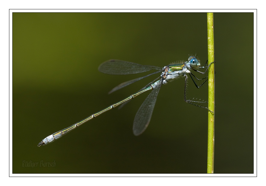 Foto - Bild- Gemeine Binsenjungfer, Lestes sponsa, M�nnchen