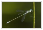Foto Gemeine Binsenjungfer, Lestes sponsa, M�nnchen