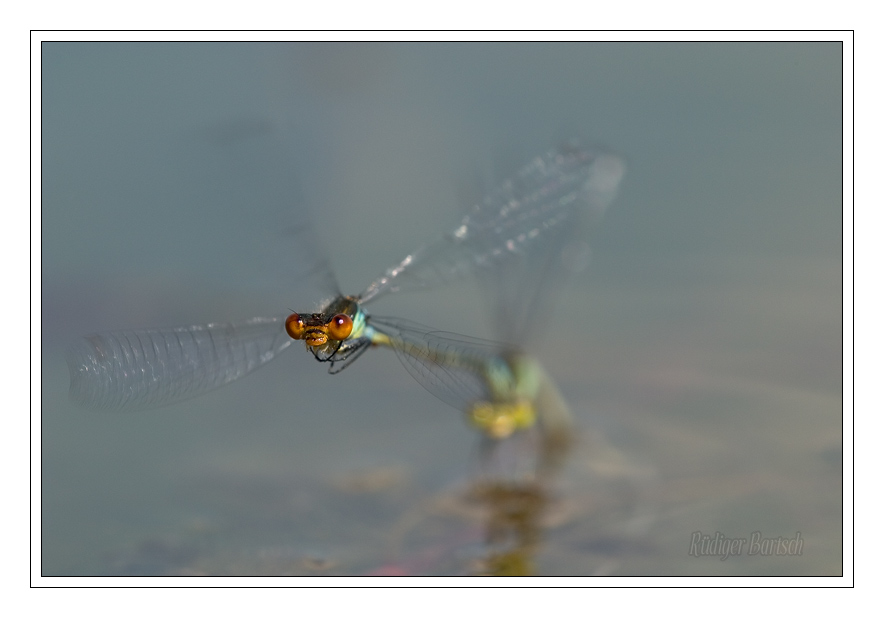 Foto - Bild- Kleines Granatauge, Erythromma viridulum, Eiablage