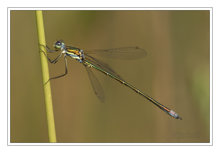 Foto - Bild- Kleine Binsenjungfer, Lestes virens vestalis, M�nnchen