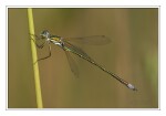 Foto Kleine Binsenjungfer, Lestes virens vestalis, M�nnchen