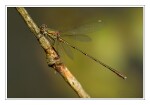 Foto Weidenjungfer, Lestes viridis, M�nnchen