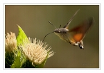 Foto Taubenschw�nzchen, Macroglossum stellatarum
