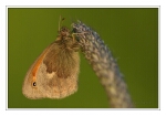 Foto Kleines Wiesenv�gelchen, Coenonympha pamphilus
