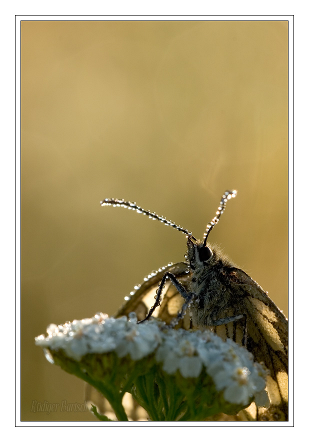Foto - Bild- Schachbrett, Melanargia galathea