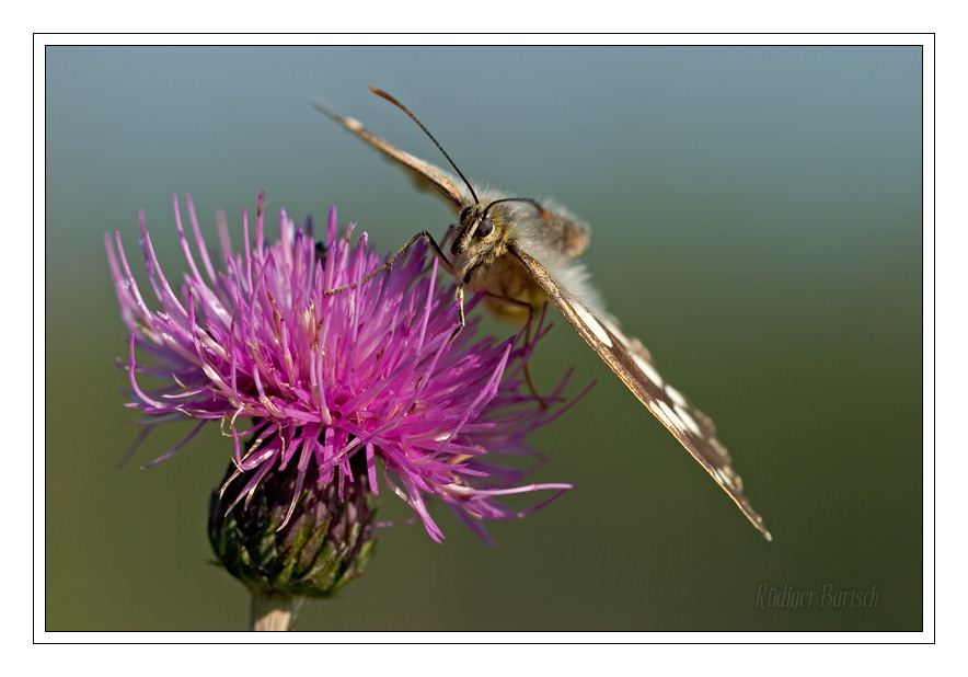 Foto - Bild- Schachbrett, Melanargia galathea