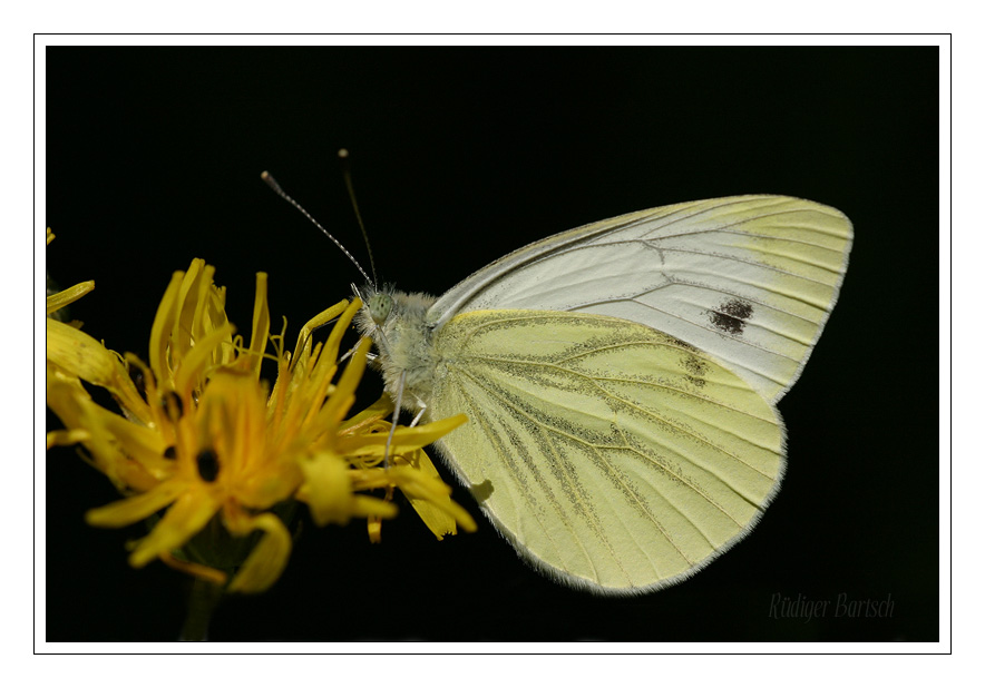 Foto - Bild- Gr�nader-Wei�ling, Pieris napi