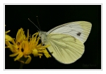 Foto Gr�nader-Wei�ling, Pieris napi