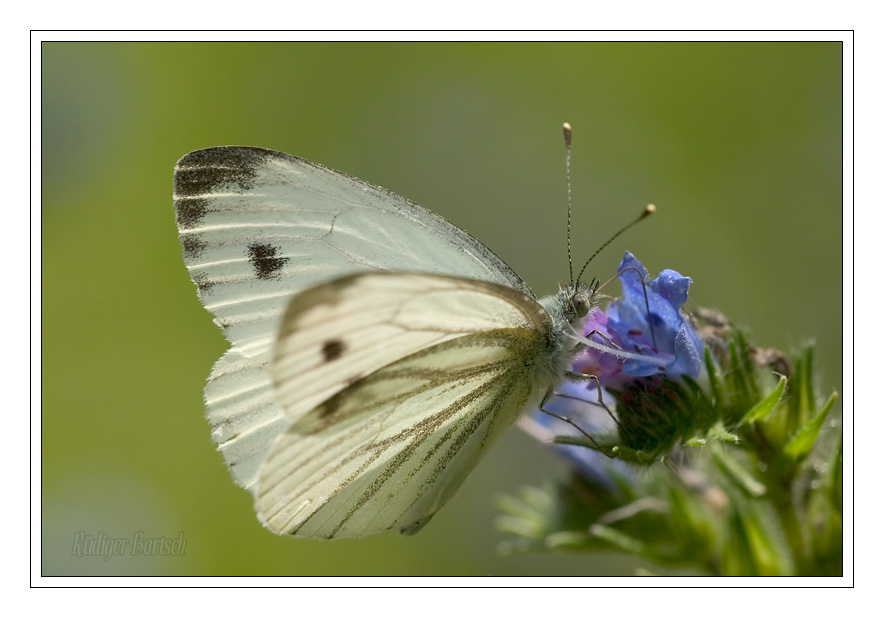 Foto - Bild- Gr�nader-Wei�ling, Pieris napi