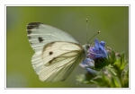 Foto Gr�nader-Wei�ling, Pieris napi