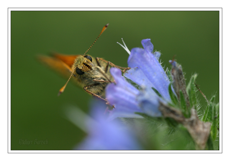 Foto - Bild- Rostfarbiger Dickkopffalter, Ochlodes venatus, M�nnchen